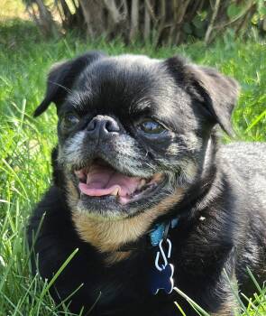 Hugo -  Brussels Griffon Dog for Adoption in Lisbon, Iowa - Hugo | PetCurious