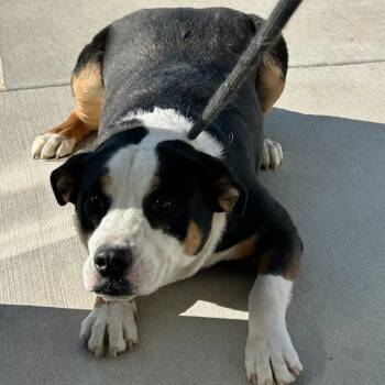 American Bulldog and German Shepherd Dog Dogs Available for Adoption - Blu | PetCurious