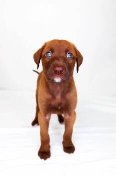 Labrador Retriever Dogs Available for Adoption in Bixby, Oklahoma - Mook | PetCurious