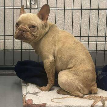 French Bulldog Dogs Available for Adoption - Rollo | PetCurious