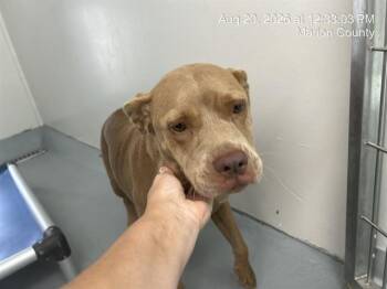 DIOR -  Pit Bull Terrier Dog for Adoption in Ocala, Florida - DIOR | PetCurious