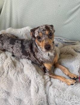 Pepsi -  Dachshund and Mixed Breed Dog for Adoption in Calgary, Alberta - Pepsi | PetCurious