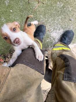 Lilo -  Pit Bull Terrier Dog for Adoption in North Miami Beach, Florida - Lilo | PetCurious