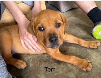 Tom -  Rottweiler and Pit Bull Terrier Dog for Adoption in Saginaw, Michigan - Tom | PetCurious