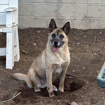 Rescue Mixed Breed Dogs for Adoption in Flagstaff, Arizona - Vamp | PetCurious