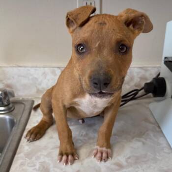 Matthew -  Pit Bull Terrier and Mixed Breed Dog for Adoption in Tuscaloosa, Alabama - Matthew | PetCurious