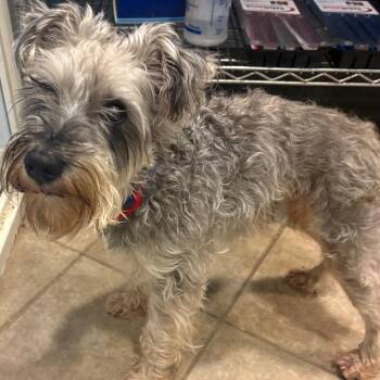 Mixed Breed Dogs Available for Adoption in Chattanooga, Tennessee - Scrunkle | PetCurious