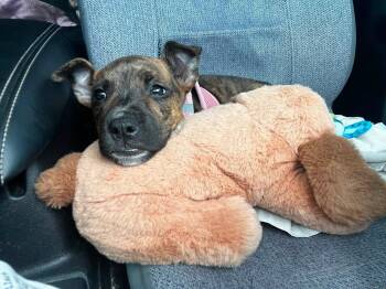 Rosalind -  Mixed Breed Dog for Adoption in Woodstock, Ontario - Rosalind | PetCurious