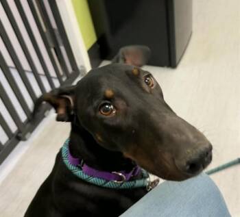 Doberman Pinscher Dogs Available for Adoption - SVINA | PetCurious