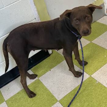 Rescue Mixed Breed and Chocolate Labrador Retriever Dogs for Adoption in Volcano, Hawaii - Coco (COH-A-65555) | PetCurious