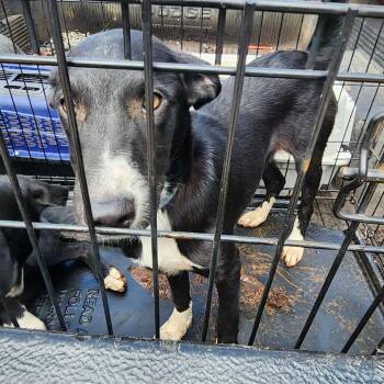 Mae -  Border Collie and Labrador Retriever Dog for Adoption in Nashville, Tennessee - Mae | PetCurious