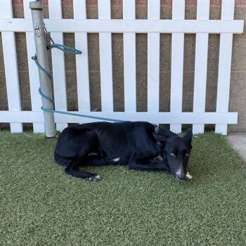 A614440 -  Border Collie and Mixed Breed Dog for Adoption in Modesto, California - A614440 | PetCurious