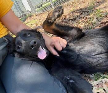 Cocker Spaniel and Mixed Breed Dogs Available for Adoption in Savannah, Georgia - Ruby | PetCurious