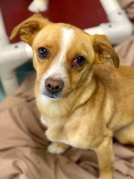 Chihuahua and Mixed Breed Dogs Available for Adoption in New Orleans, Louisiana - JuJu | PetCurious