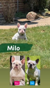 Milo -  French Bulldog Dog for Sale in Wills Point, Texas - Milo | PetCurious