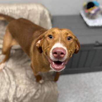 Labrador Retriever and Beagle Dogs Available for Adoption - Cookie | PetCurious