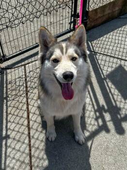 Mateo -  Siberian Husky Dog for Adoption in Napa, California - Mateo | PetCurious