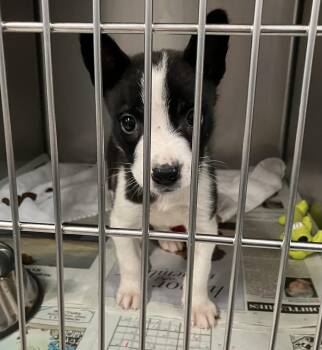 Ares -  Shepherd Dog for Adoption in Parma, Ohio - Ares | PetCurious