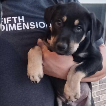 Rescue Hound and Mixed Breed Dogs for Adoption in Jersey City, New Jersey - Jack Hughes | PetCurious