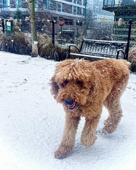 Poodle Dogs Available for Adoption - Seven **Courtesy Post | PetCurious