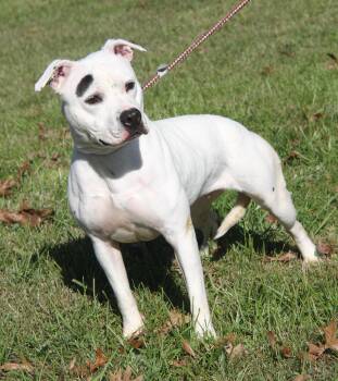 Rescue Pit Bull Terrier Dogs for Adoption in Marietta, Ohio - Savannah (Neutered) (Photos 10/11/2025) | PetCurious