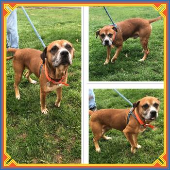 Boxer and Labrador Retriever Dogs Available for Adoption - DIESEL  | PetCurious