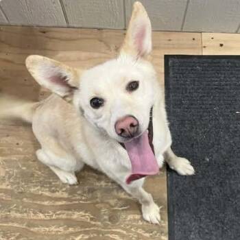 Husky Dogs Available for Adoption - Pearla | PetCurious
