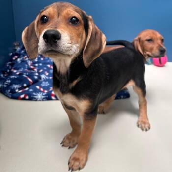 Dennis -  Hound Dog for Adoption in Bethel, Connecticut - Dennis | PetCurious