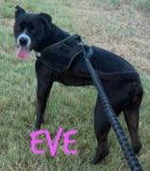 Eve -  American Staffordshire Terrier Dog for Adoption in Denton, Texas - Eve | PetCurious