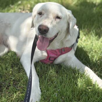 Great Pyrenees and Australian Cattle Dog Blue Heeler Dogs Available for Adoption in Krum, Texas - Reni | PetCurious