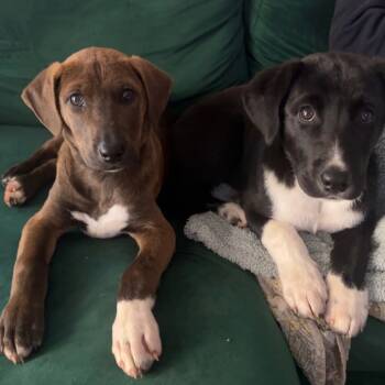 Rescue Mountain Cur Dogs for Adoption in Melbourne, Kentucky - Hazel | PetCurious