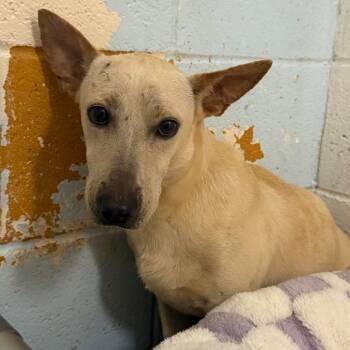 Rescue Cardigan Welsh Corgi and Terrier Dogs for Adoption in Wahiawa, Hawaii - Dr Marcy | PetCurious