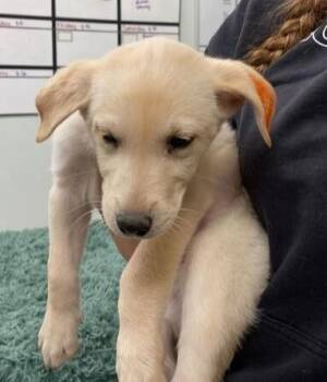 Rescue Yellow Labrador Retriever and Husky Dogs for Adoption in Driggs, Idaho - Comet | PetCurious