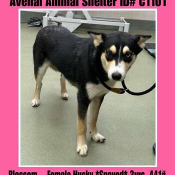 Rescue Husky Dogs for Adoption in Eufaula, Oklahoma - Blossom | PetCurious