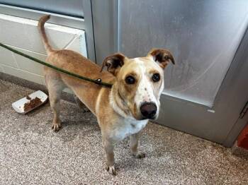 Labrador Retriever and Mixed Breed Dogs Available for Adoption in Colorado Springs, Colorado - CHARLIE | PetCurious