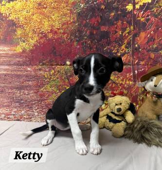 Ketty -  Beagle Dog for Adoption in Urbana, Ohio - Ketty | PetCurious