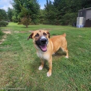 Ryker -  German Shepherd Dog and Shepherd Dog for Adoption in Manhasset, New York - Ryker | PetCurious