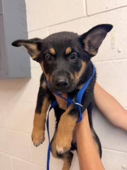 German Shepherd Dog and Mixed Breed Dogs Available for Adoption in San Bernardino, California - GEORGINA | PetCurious