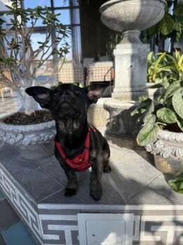 Mixed Breed Dogs Available for Adoption - Joy | PetCurious