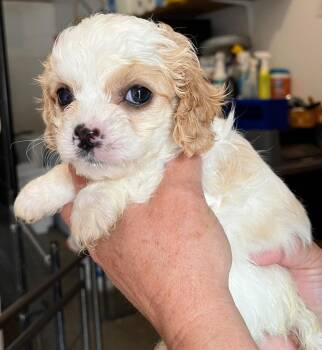Nonna -  Poodle and Cocker Spaniel Dog for Adoption in Thompson Falls, Montana - Nonna | PetCurious