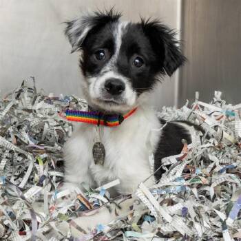 Parson Russell Terrier and Mixed Breed Dogs Available for Adoption in St. Louis, Missouri - LLORT | PetCurious