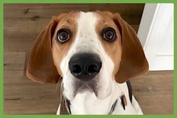 Rescue Treeing Walker Coonhound Dogs for Adoption in Amherst, Massachusetts - Stevie | PetCurious