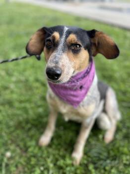 Rescue Australian Cattle Dog Blue Heeler and Hound Dogs for Adoption in Dickson, Tennessee - Maeve | PetCurious