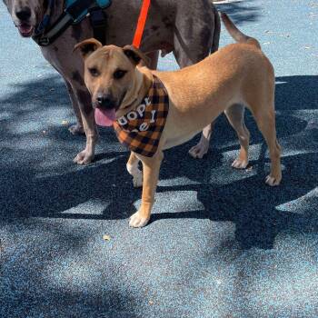 Rescue Black Mouth Cur Dogs for Adoption in Seguin, Texas - Rover | PetCurious