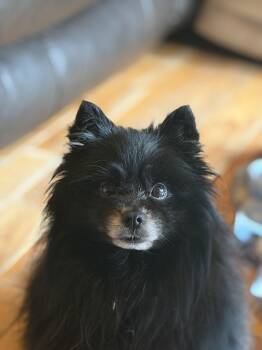Bear -  Pomeranian Dog for Adoption in Floyd, Virginia - Bear | PetCurious
