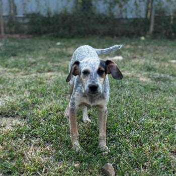 Usher -  Mixed Breed and None Dog for Adoption in Brownsboro, Alabama - Usher | PetCurious