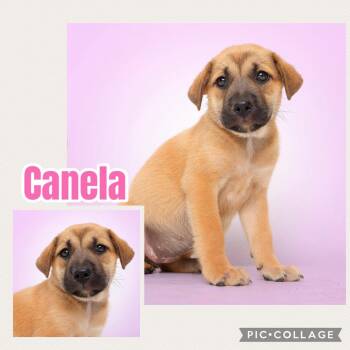 Canela -  Labrador Retriever Dog for Adoption in Ringwood, New Jersey - Canela | PetCurious