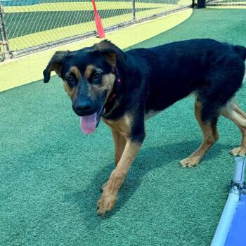 Apple A5775487 -  German Shepherd Dog and Rottweiler Dog for Adoption in Los Angeles, California - Apple A5775487 | PetCurious