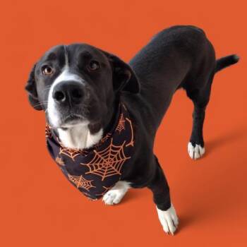 Rescue Pit Bull Terrier and Labrador Retriever Dogs for Adoption in Thousand Oaks, California - Suavecito -- URGENT!! | PetCurious