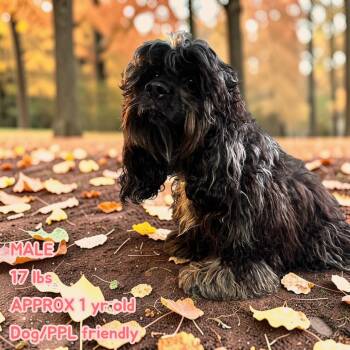 Sullivan -  Cocker Spaniel Dog for Adoption in Leander, Texas - Sullivan | PetCurious